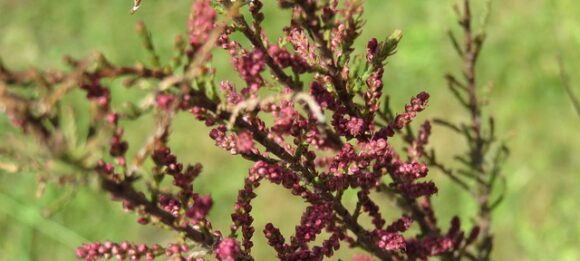 Tamaris Orange et Vert