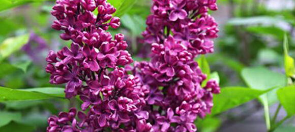 Lilas Rouge
